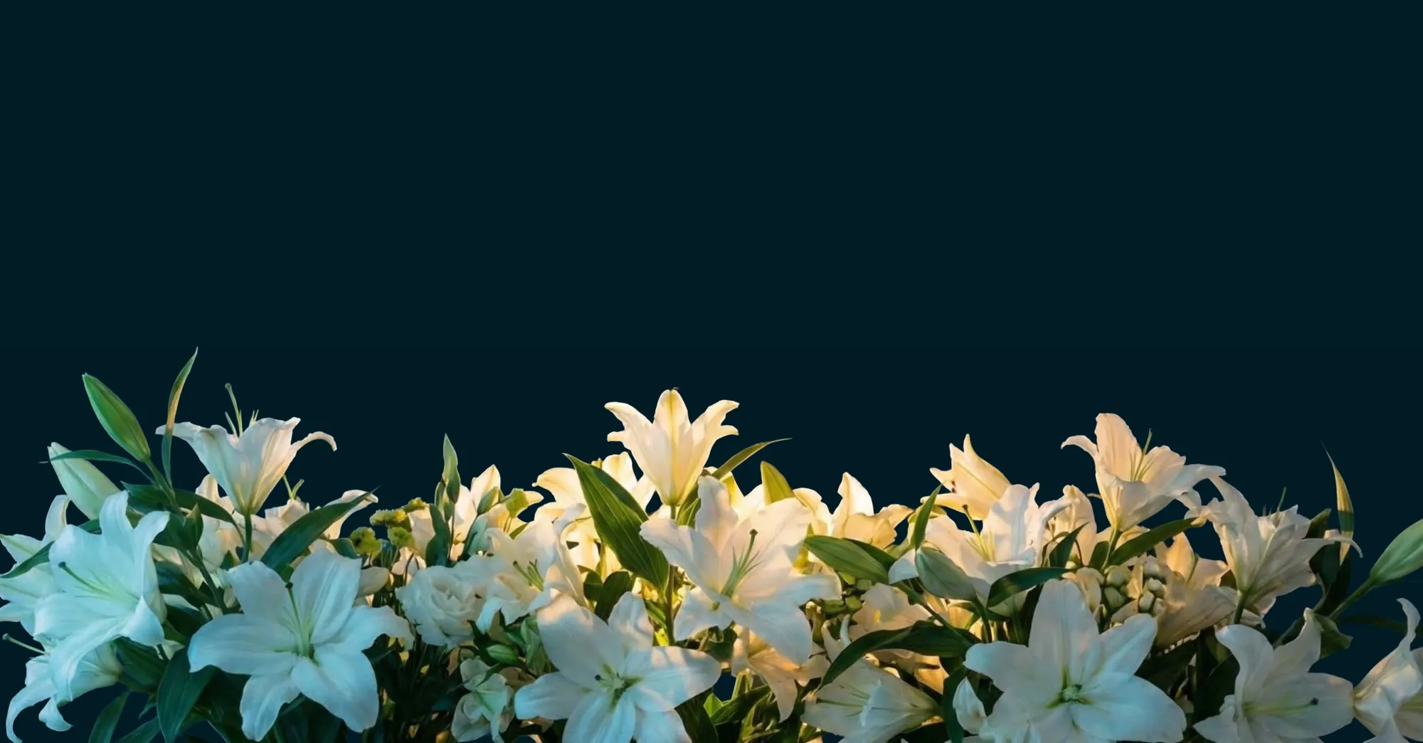 White lilies glowing against a midnight blue background
